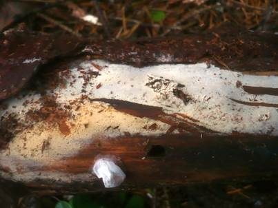 Ledergelber Zähnchenrindenpilz, Foto 3