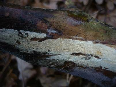 Ledergelber Zähnchenrindenpilz, Foto 4
