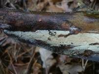 Ledergelber Zähnchenrindenpilz, Foto 6