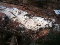 Ledergelber Zähnchenrindenpilz, Foto 7