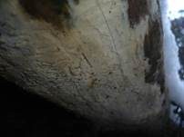 Ledergelber Zähnchenrindenpilz, Foto 8