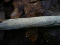 Ledergelber Zähnchenrindenpilz, Foto 9