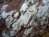Ledergelber Zähnchenrindenpilz, Foto 10