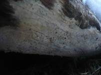 Ledergelber Zähnchenrindenpilz, Foto 11