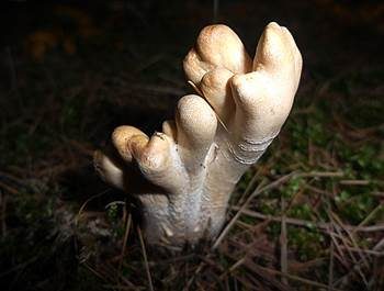 Ledergelbes Pustelkeulchen, Foto 2