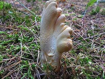Ledergelbes Pustelkeulchen, Foto 3