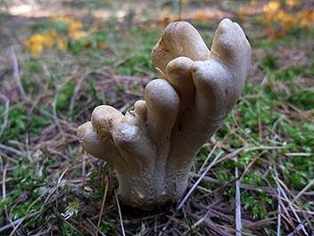 Ledergelbes Pustelkeulchen, Foto 4
