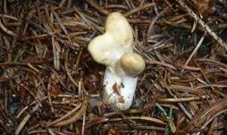 Ledergelbes Pustelkeulchen, Foto 6