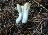 Ledergelbes Pustelkeulchen, Foto 10