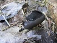 Lederige Lorchel, Foto 20