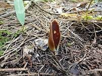 Lederiger Öhrling, Foto 7