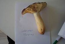 Lederstieltäubling, Foto 5