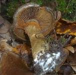 Bitterer Schleimkopf, Foto 22