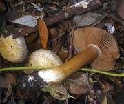 Bitterer Schleimkopf, Foto 7