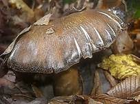 Bitterer Schleimkopf, Foto 9