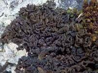 Leimflechte Auriforme, Foto 11