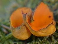 Leuchtender Prachtbecherling, Foto 18