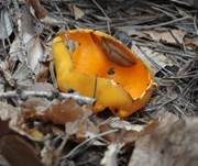 Leuchtender Prachtbecherling, Foto 21