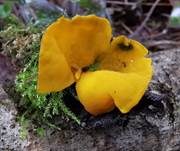 Leuchtender Prachtbecherling, Foto 22