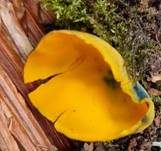 Leuchtender Prachtbecherling, Foto 23