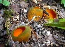 Leuchtender Prachtbecherling, Foto 5