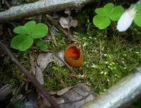 Leuchtender Prachtbecherling, Foto 8