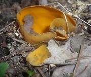 Leuchtender Prachtbecherling, Foto 10