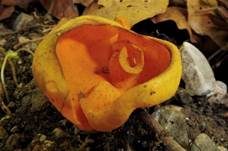 Leuchtender Prachtbecherling, Foto 11