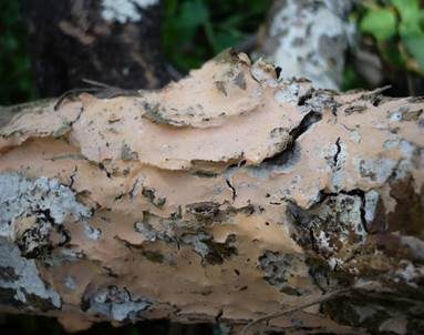 Leuchtender Rosarindenpilz, Foto 2