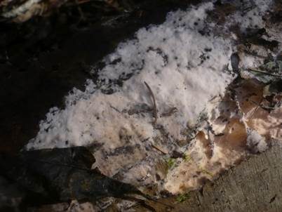 Leuchtender Rosarindenpilz, Foto 3