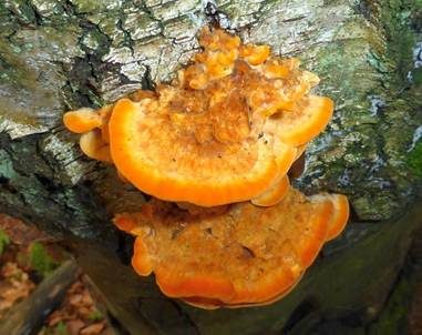 Leuchtender Weichporling, Foto 2