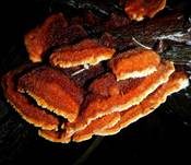 Leuchtender Weichporling, Foto 14