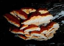Leuchtender Weichporling, Foto 15