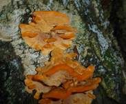 Leuchtender Weichporling, Foto 19
