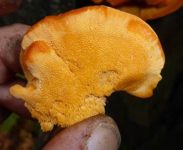 Leuchtender Weichporling, Foto 4