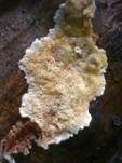 Leuchtender Weichporling, Foto 22