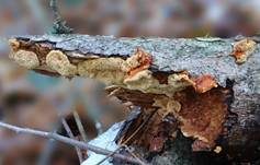 Leuchtender Weichporling, Foto 27