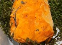 Leuchtender Weichporling, Foto 29