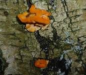 Leuchtender Weichporling, Foto 30
