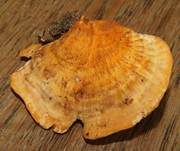 Leuchtender Weichporling, Foto 11