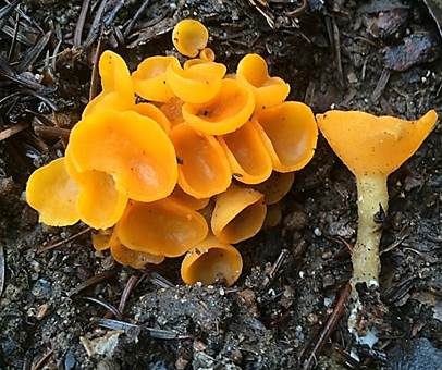 Leuchtender Wurzelbecherling, Foto 2
