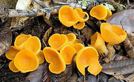 Leuchtender Wurzelbecherling, Foto 4