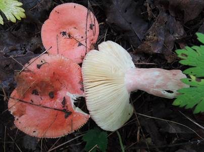 Leuchtendroter Täubling, Foto 2