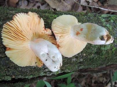 Leuchtendroter Täubling, Foto 3