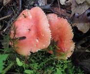 Leuchtendroter Täubling, Foto 12