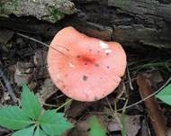 Leuchtendroter Täubling, Foto 13