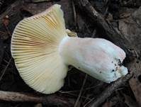 Leuchtendroter Täubling, Foto 14