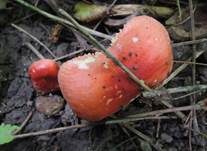 Leuchtendroter Täubling, Foto 15