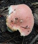 Leuchtendroter Täubling, Foto 5