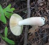 Leuchtendroter Täubling, Foto 7
